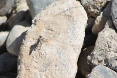 Stackelberginia cerberus