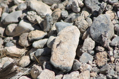 Stackelberginia cerberus