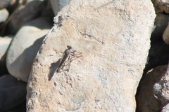 Stackelberginia cerberus