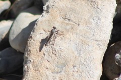 Stackelberginia cerberus