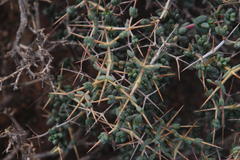 Ruschia cradockensis