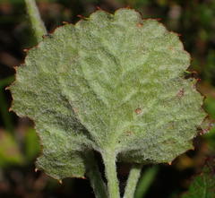 Centella lanata