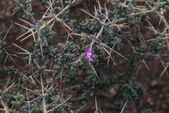 Ruschia cradockensis