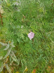 Convolvulus arvensis