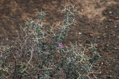 Ruschia cradockensis