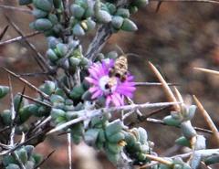 Ruschia cradockensis