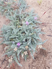 Oxytropis lanata