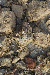 Hippopus