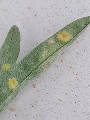 Puccinia chrysanthemi