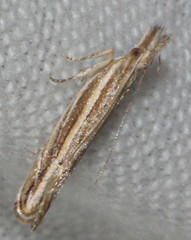 Eutorna leptographa
