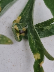 Puccinia chrysanthemi