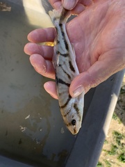 Menticirrhus saxatilis