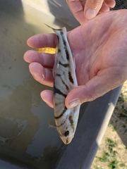 Menticirrhus saxatilis