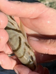 Menticirrhus saxatilis