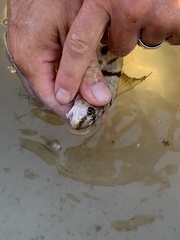 Menticirrhus saxatilis