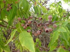 Corymbia citriodora