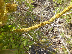 Xanthoria parietina