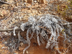 Echium angustifolium