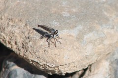 Stackelberginia cerberus