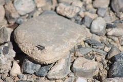 Stackelberginia cerberus