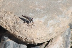 Stackelberginia cerberus