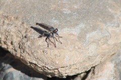 Stackelberginia cerberus