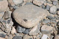 Stackelberginia cerberus