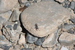 Stackelberginia cerberus
