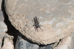 Stackelberginia cerberus