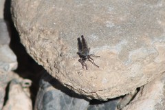 Stackelberginia cerberus