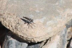 Stackelberginia cerberus