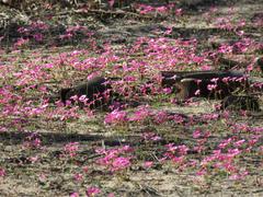 Oxalis commutata commutata