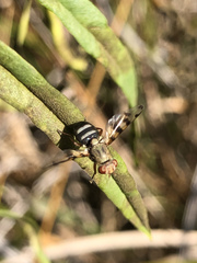 Ceroxys