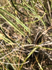 Ceroxys