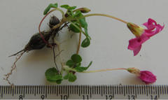 Oxalis commutata commutata
