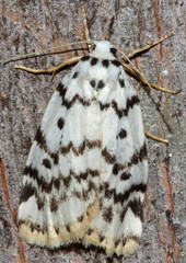 Hectobrocha pentacyma