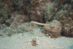 Gunnellichthys curiosus