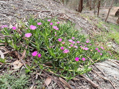 Carpobrotus modestus