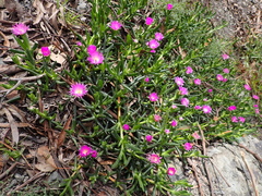 Carpobrotus modestus