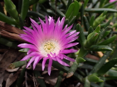 Carpobrotus modestus
