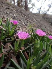Carpobrotus modestus