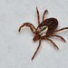 Gulf Coast Tick - Photo (c) Robby Deans, some rights reserved (CC BY-NC), uploaded by Robby Deans