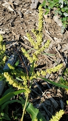 Rumex triangulivalvis