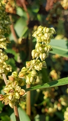 Rumex triangulivalvis