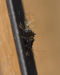 Melanocallis caryaefoliae