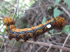 Dudusa sphingiformis