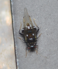 Melanocallis caryaefoliae