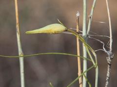 Gomphocarpus filiformis