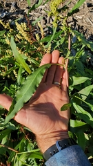 Rumex triangulivalvis