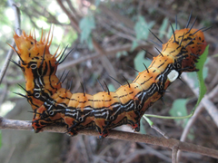 Dudusa sphingiformis